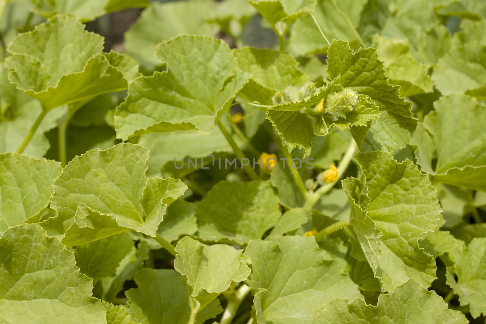 Melon leaves natural background. Fresh summer season salad plant. Natural organic food ingredient