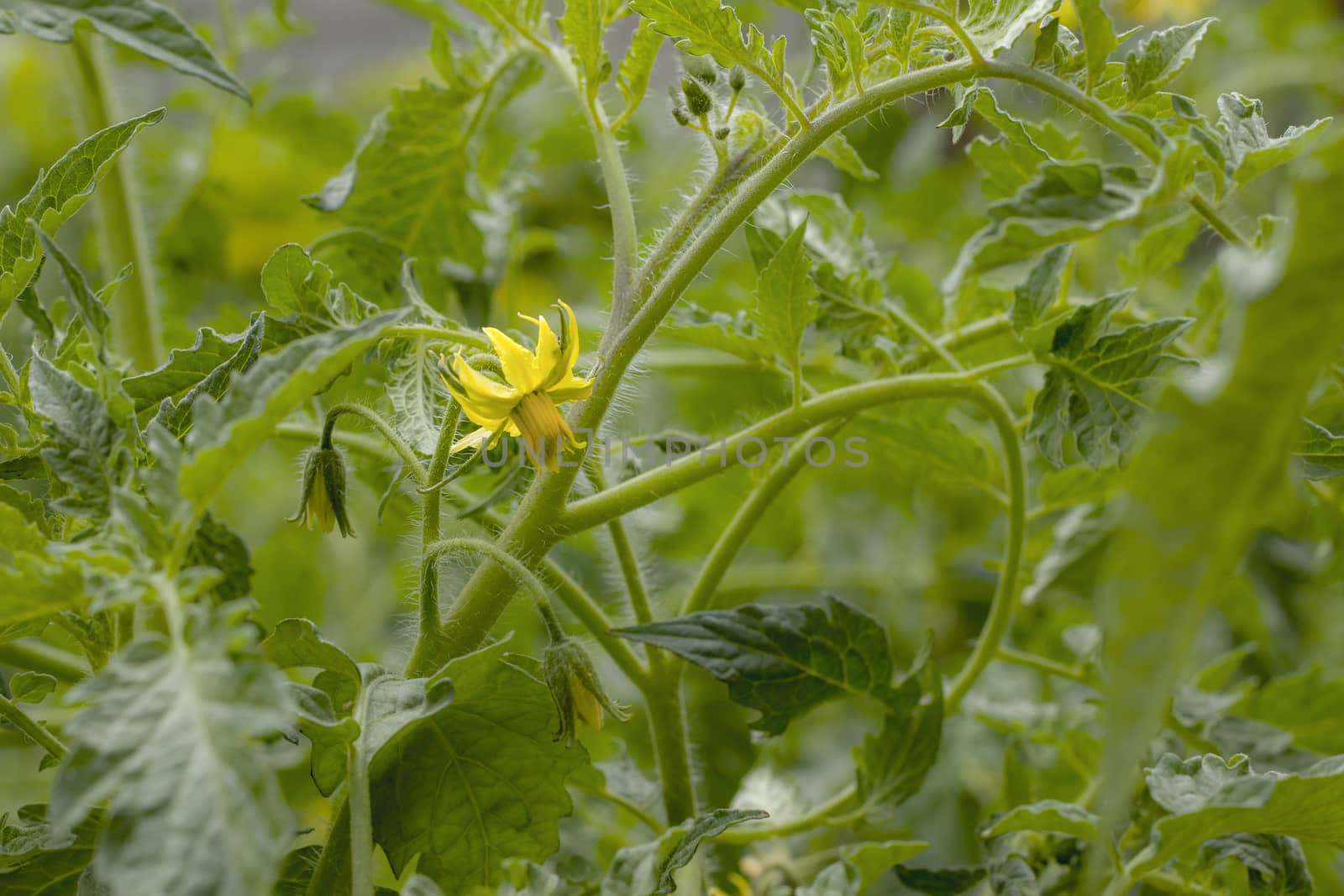 Tomato bloom yellow flower. Tomatoes blossom. Fresh summer season raw plant. Natural organic food ingredient