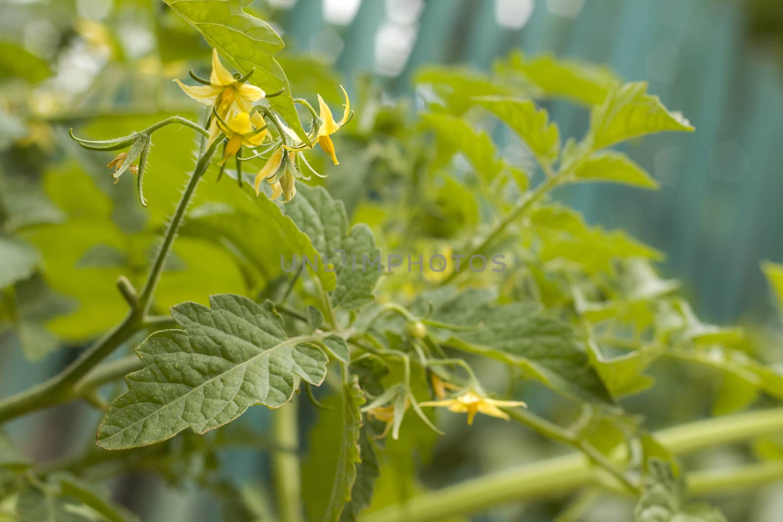 Tomato blooms yellow flowers. Tomatoes blossom. Fresh summer season raw plant. Natural organic food ingredient