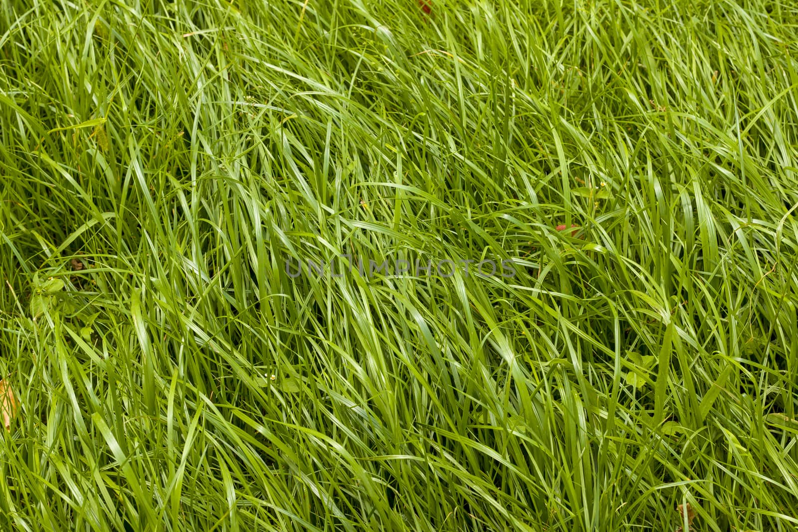 Uncut long grass meadow. Natural summer background