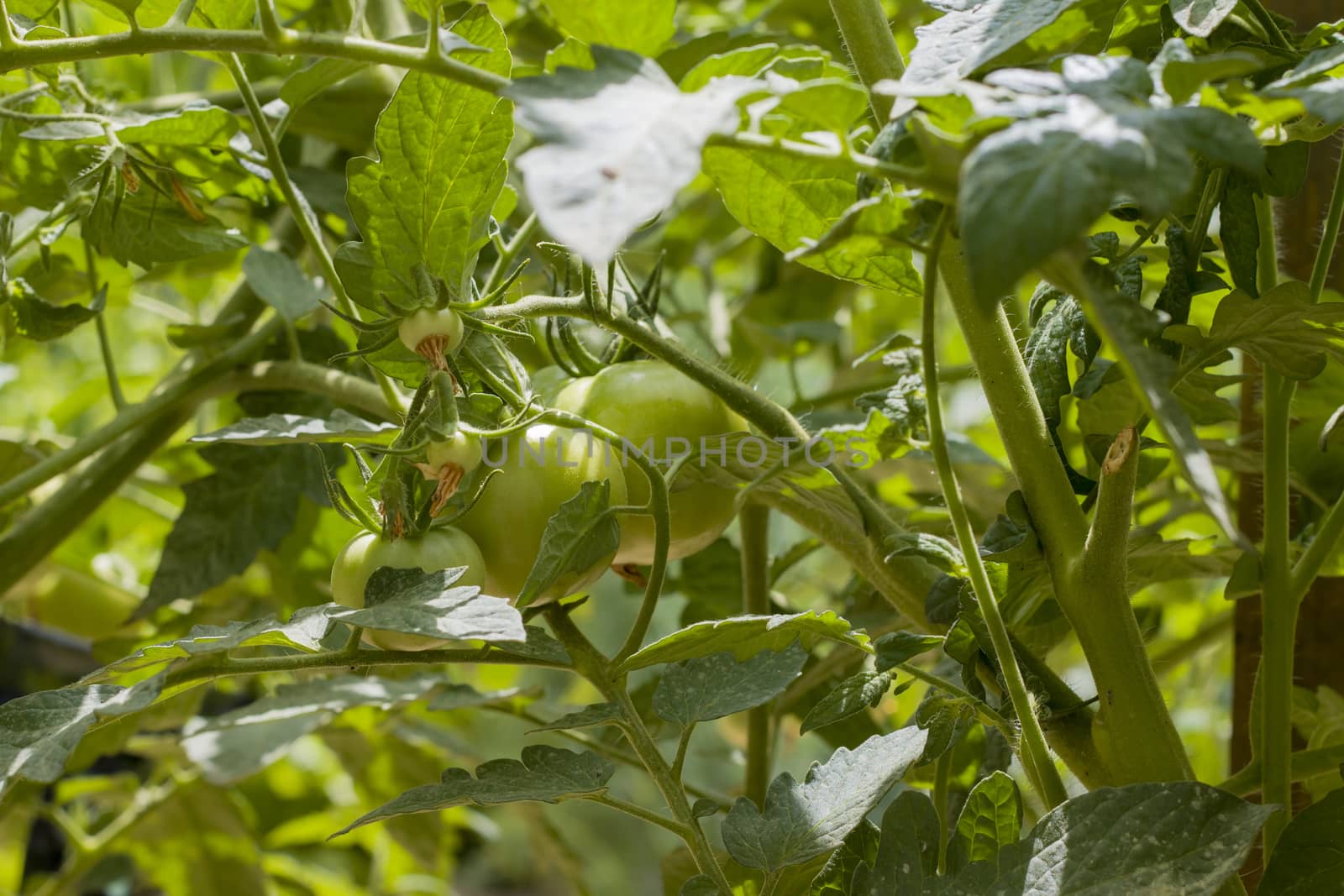 Young green tomato growing. Green tomatoes branch. Fresh summer season raw plant. Natural organic food ingredient