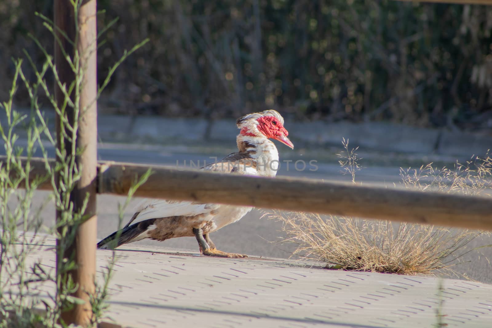 Ducks in freedom in the natural landscape of Nules