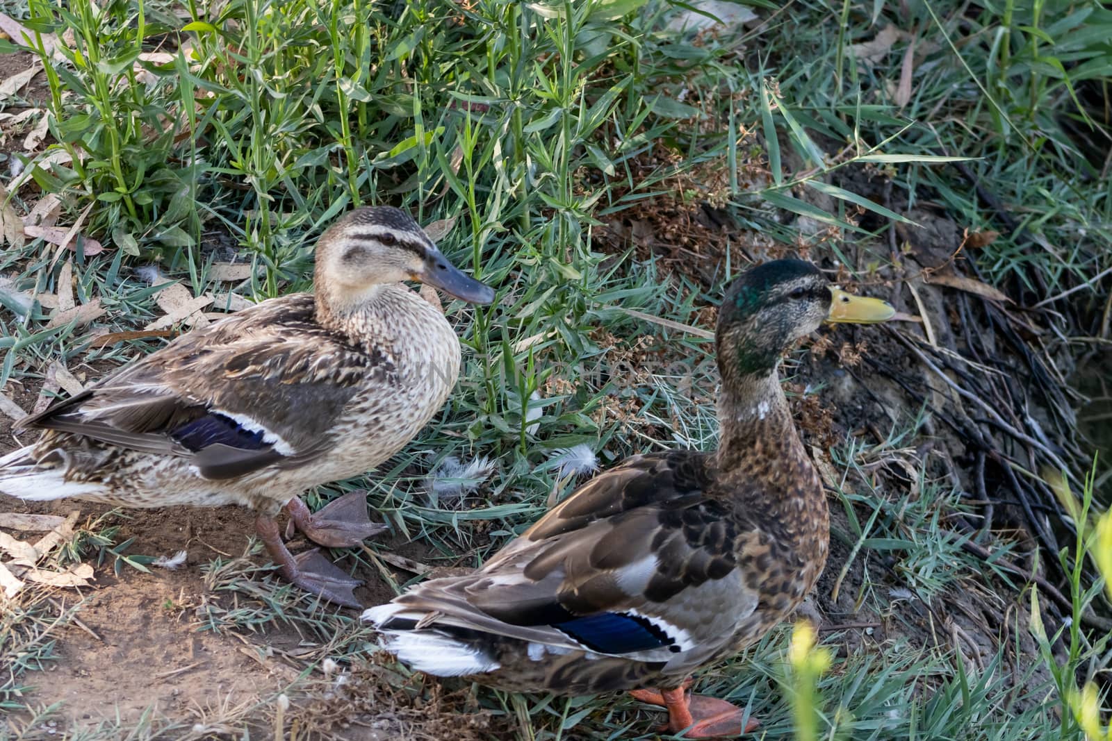 Ducks in freedom in the natural landscape of Nules
