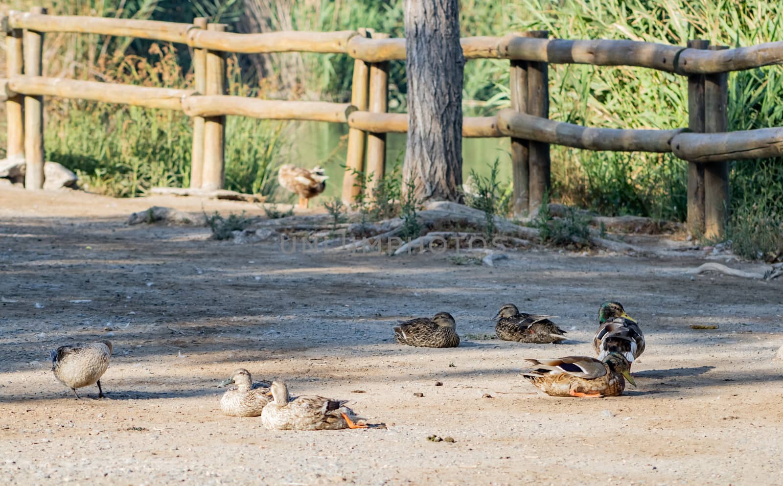 Ducks in freedom in the natural landscape of Nules