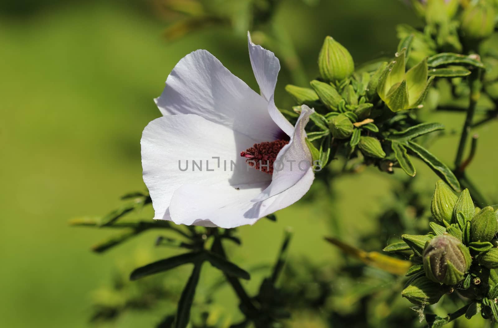 close up of Althaea officinalis, or marsh mallow flower blooming in spring in the garden