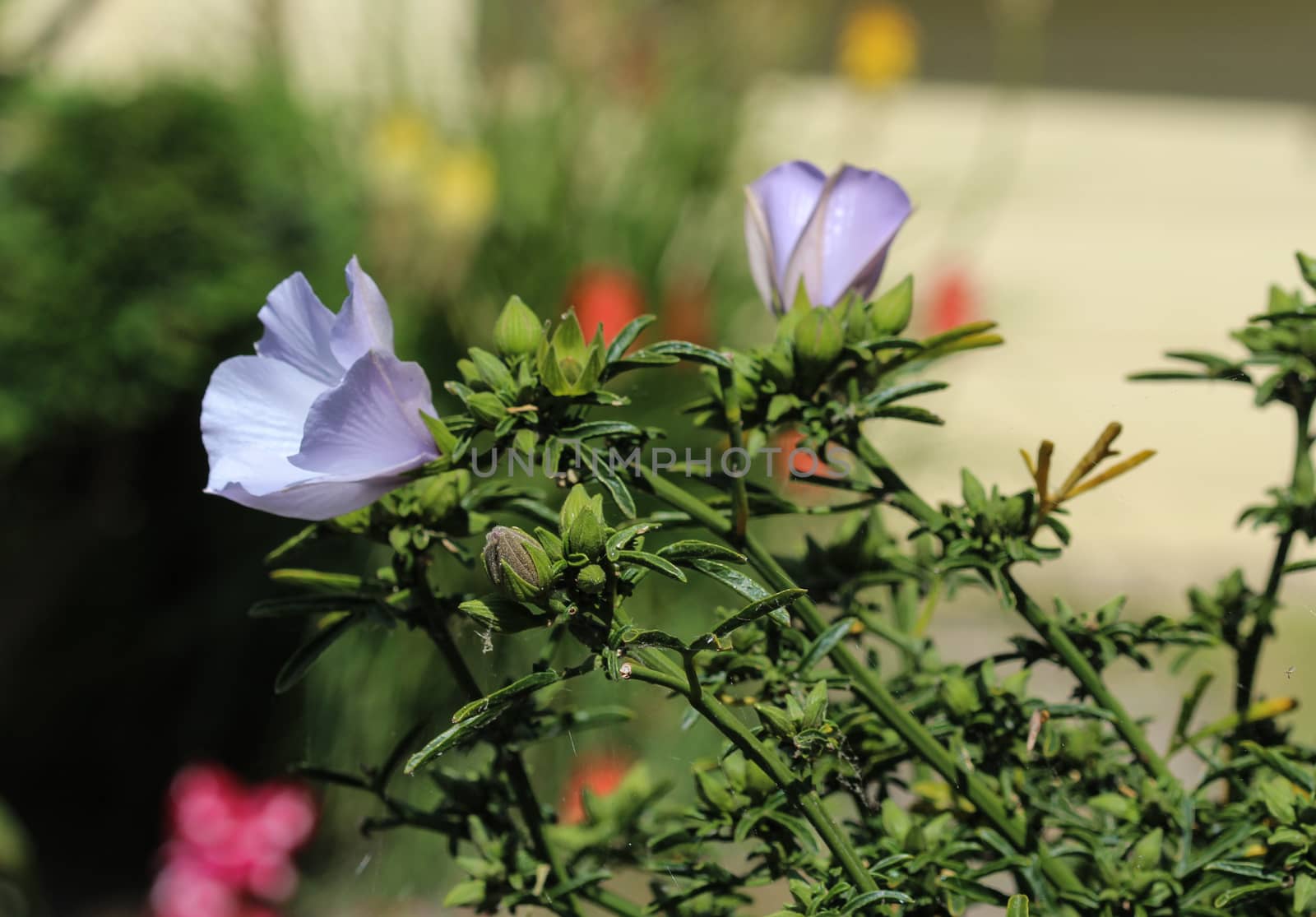 close up of Althaea officinalis, or marsh mallow flower blooming in spring in the garden