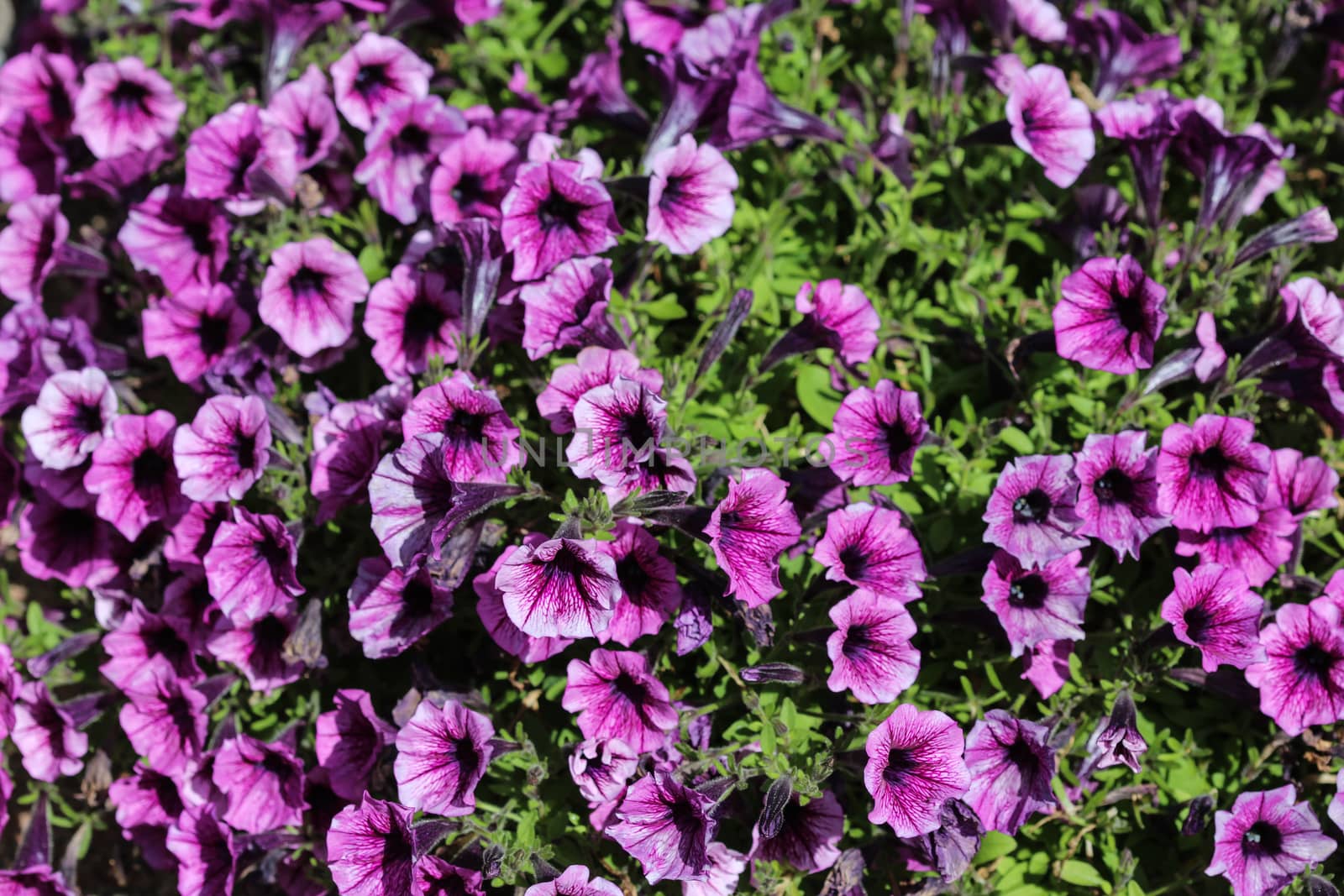 close up of Garden petunia hybrid (Petunia × atkinsiana) in garden, blooming in spring