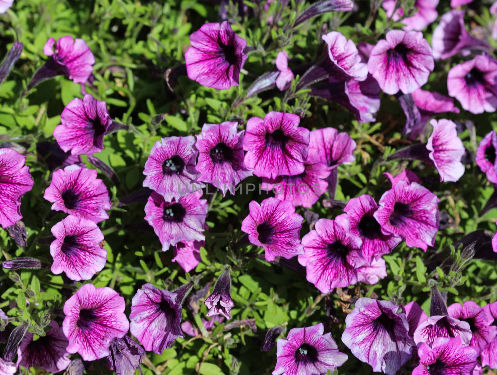 close up of Garden petunia hybrid (Petunia × atkinsiana) in garden, blooming in spring