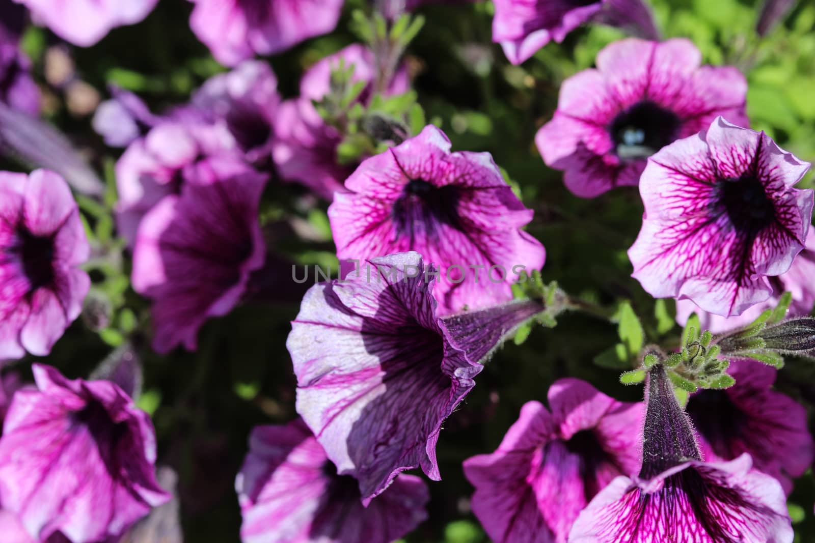 close up of Garden petunia hybrid (Petunia × atkinsiana) in garden, blooming in spring
