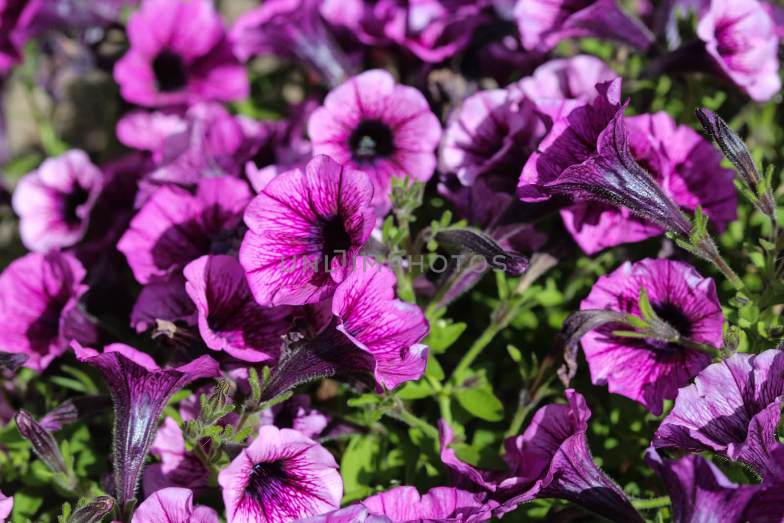 close up of Garden petunia hybrid (Petunia × atkinsiana) in garden, blooming in spring
