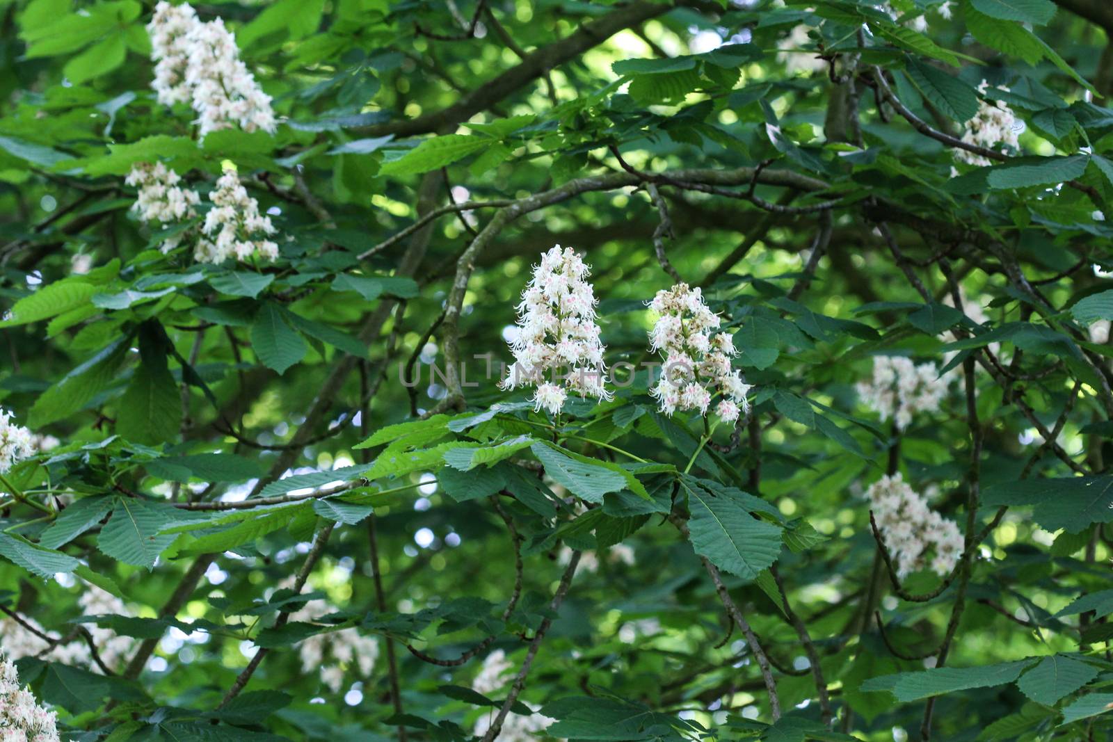 close up of horse chestnutor conker tree (esculus hippocastanum) blooming in sprin