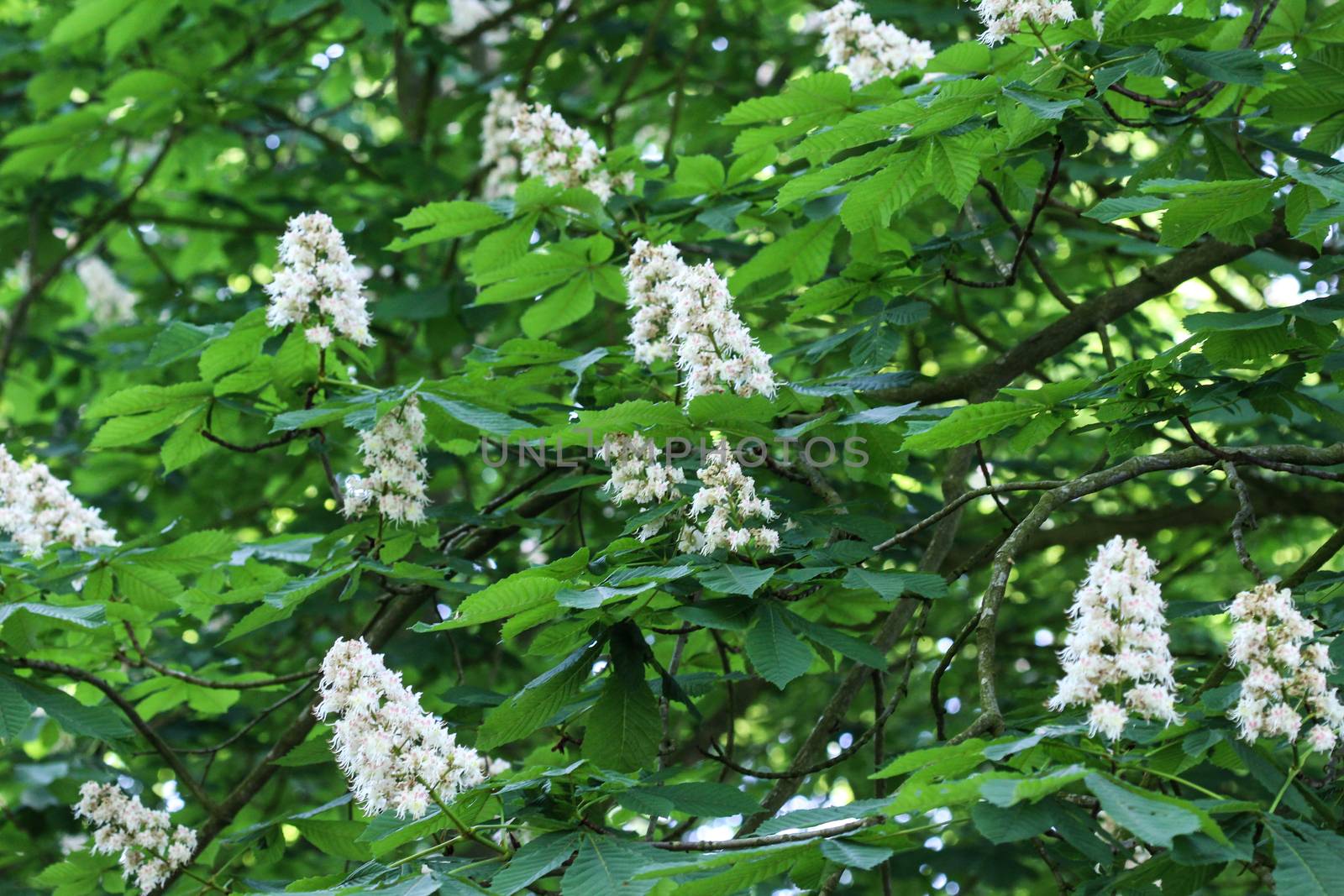 close up of horse chestnutor conker tree (esculus hippocastanum) blooming in sprin