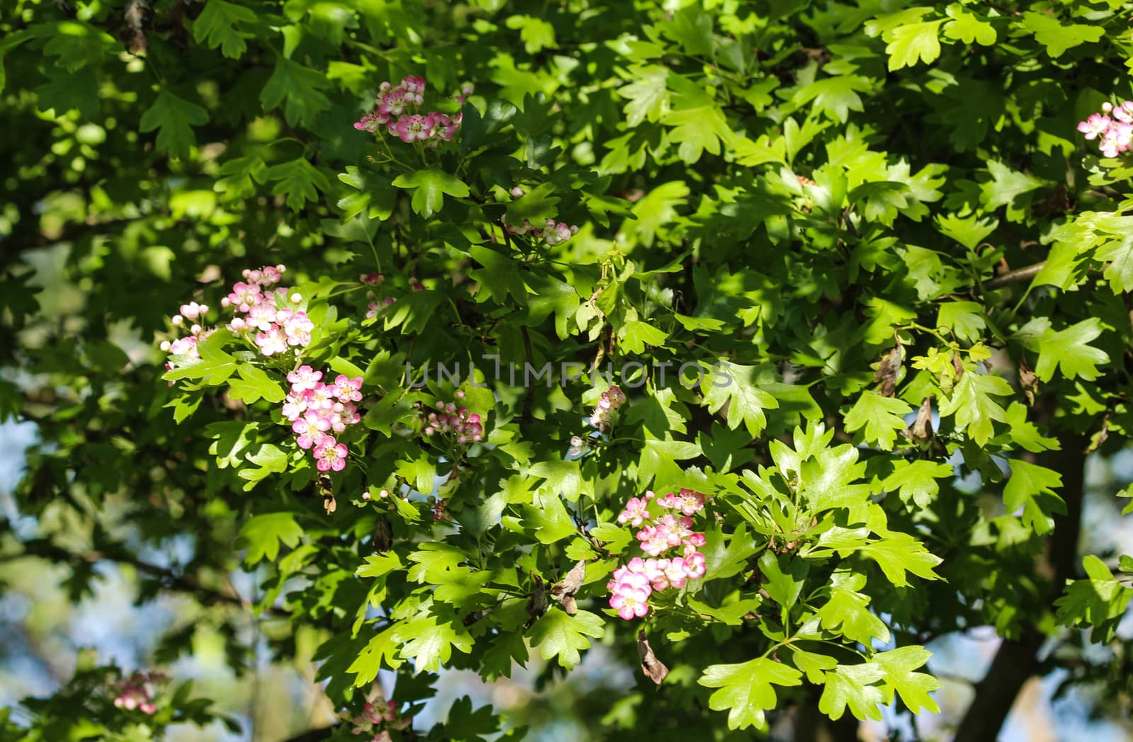 close up of pink flower of midland hawthorn, English hawthorn (Crataegus laevigata) blooming in spring
