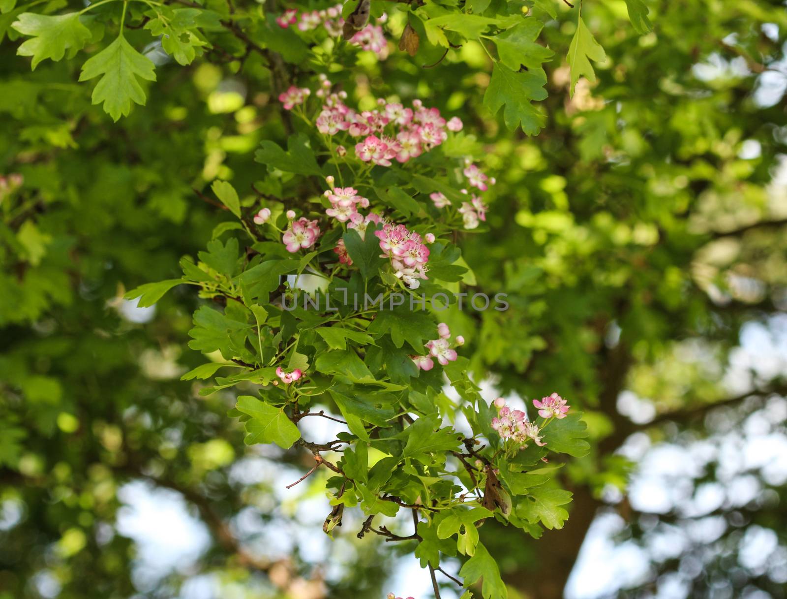 close up of pink flower of midland hawthorn, English hawthorn (Crataegus laevigata) blooming in spring