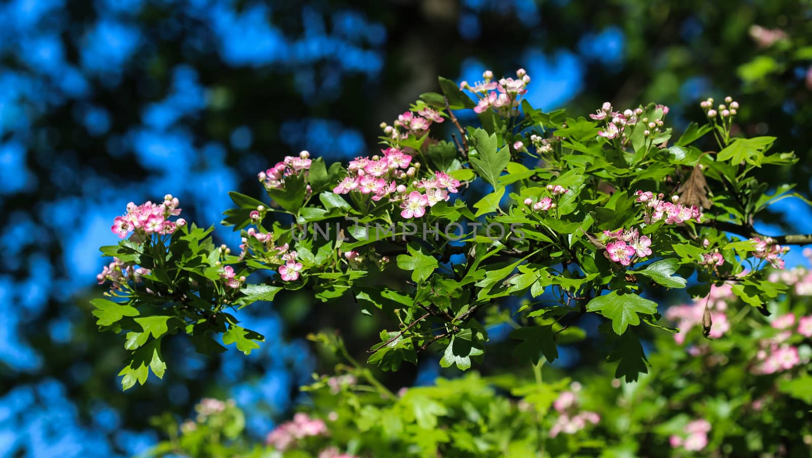 close up of pink flower of midland hawthorn, English hawthorn (Crataegus laevigata) blooming in spring
