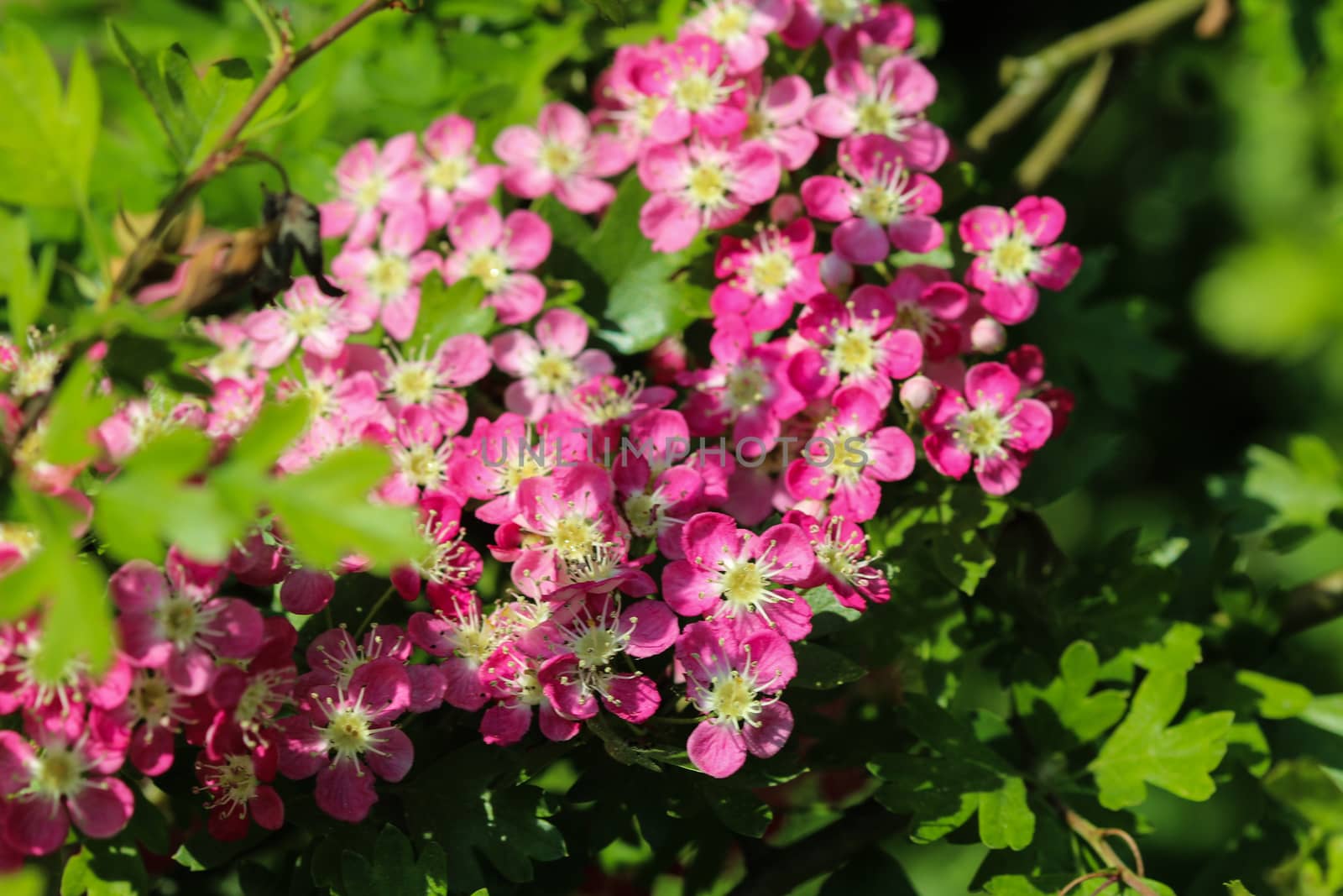 close up of pink flower of midland hawthorn, English hawthorn (Crataegus laevigata) blooming in spring