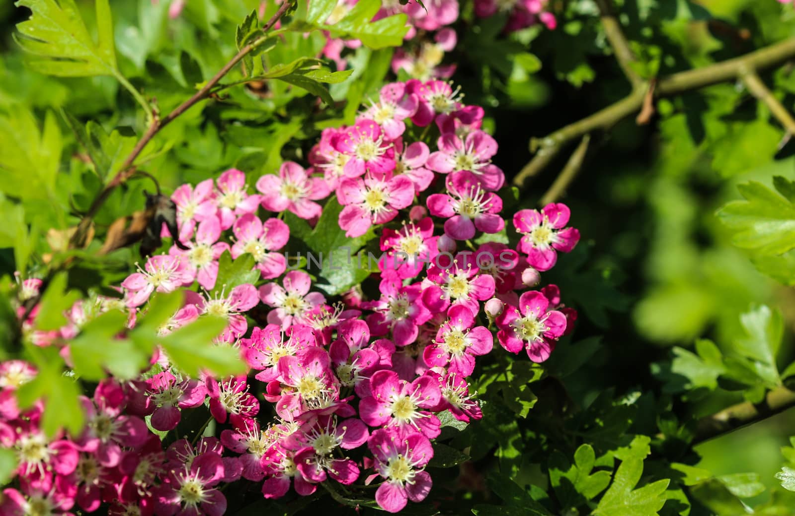 close up of pink flower of midland hawthorn, English hawthorn (Crataegus laevigata) blooming in spring