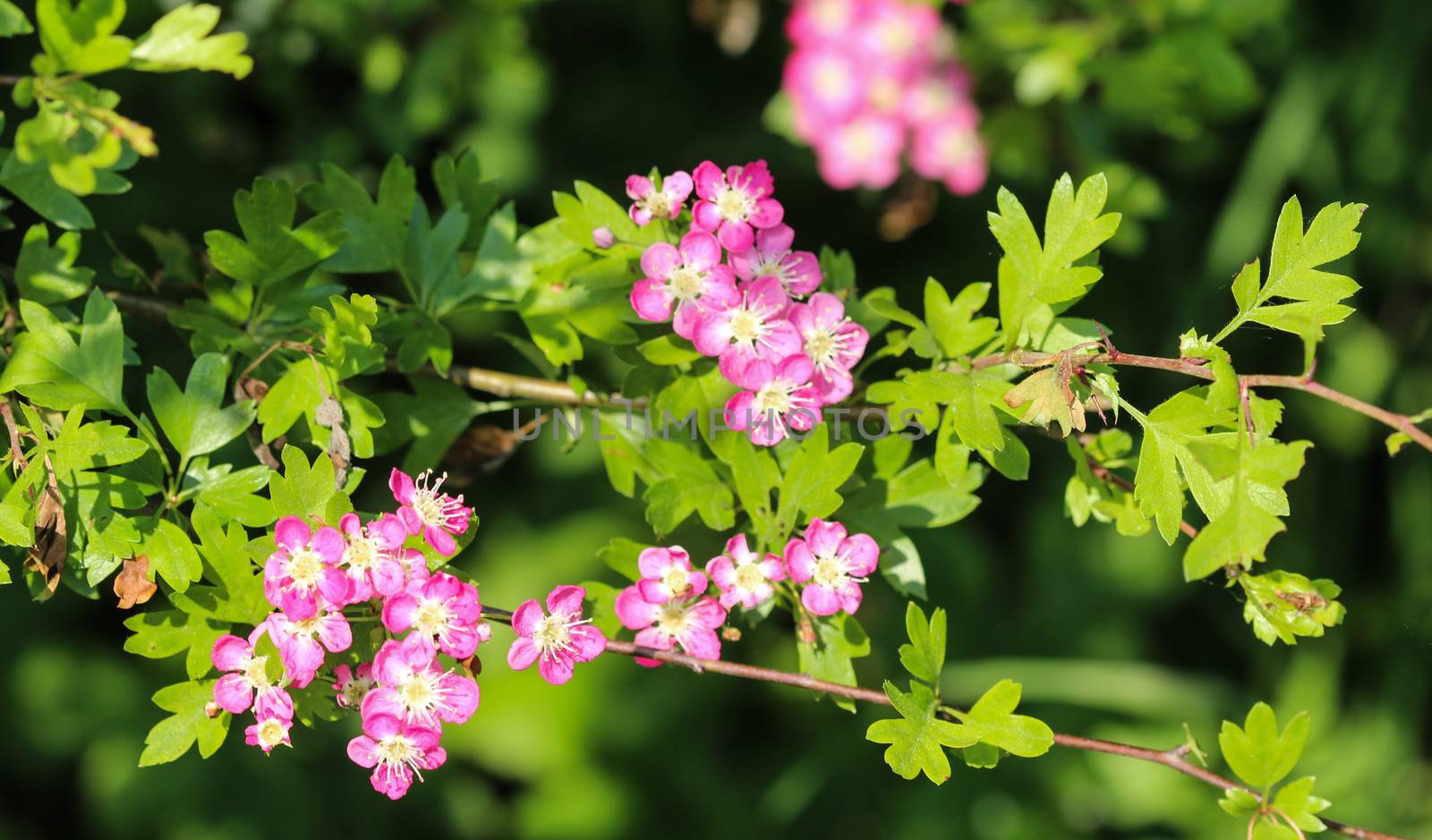 close up of pink flower of midland hawthorn, English hawthorn (Crataegus laevigata) blooming in spring