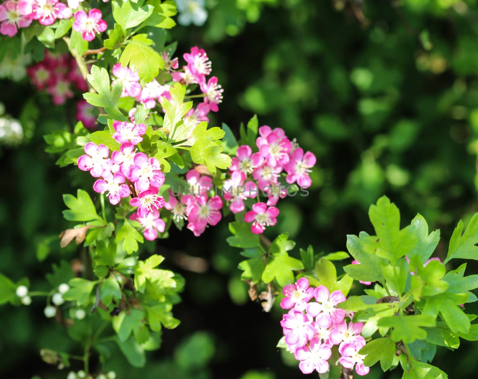 close up of pink flower of midland hawthorn, English hawthorn (Crataegus laevigata) blooming in spring