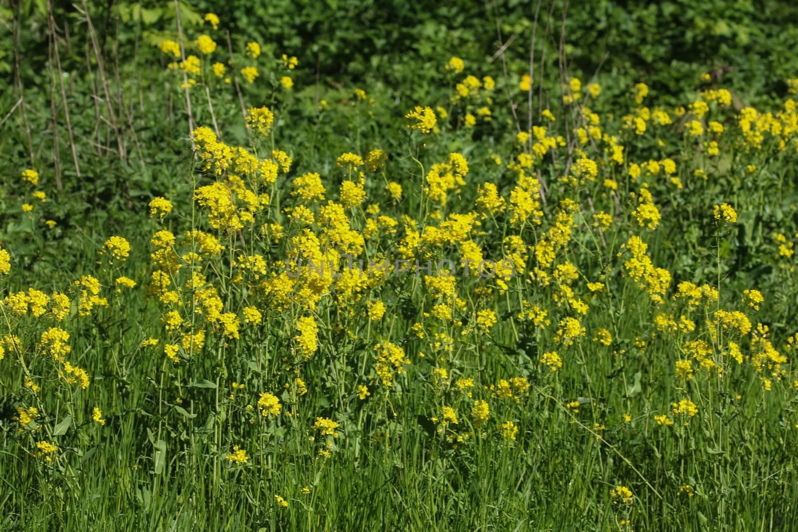 close up of bittercress, herb barbara, yellow rocketcress or winter rocket (Barbarea vulgaris) blooming in spring