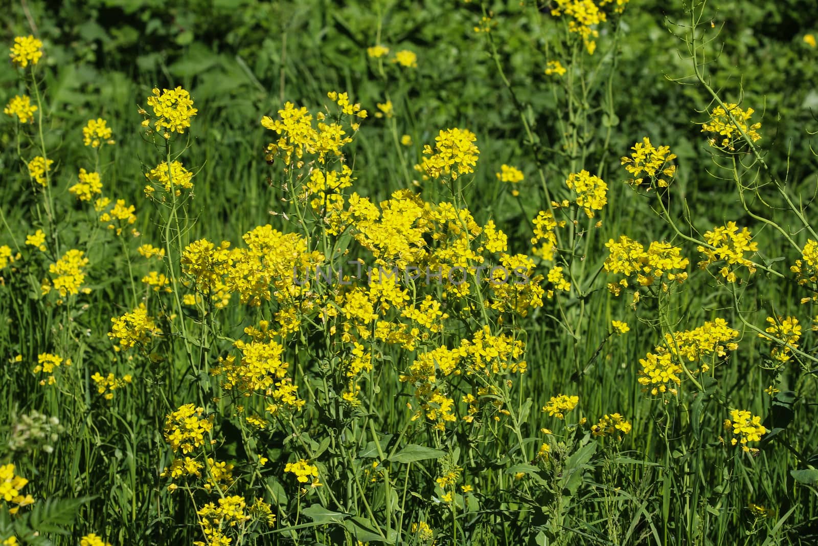 close up of bittercress, herb barbara, yellow rocketcress or winter rocket (Barbarea vulgaris) blooming in spring
