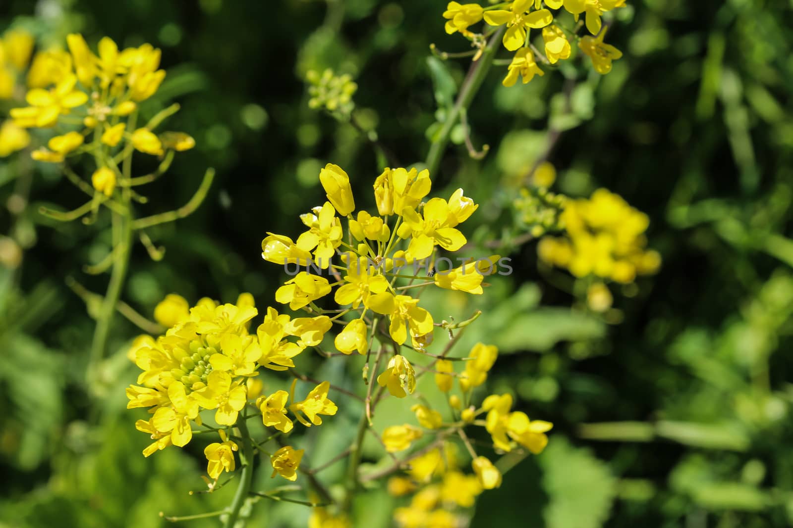 close up of bittercress, herb barbara, yellow rocketcress or winter rocket (Barbarea vulgaris) blooming in spring