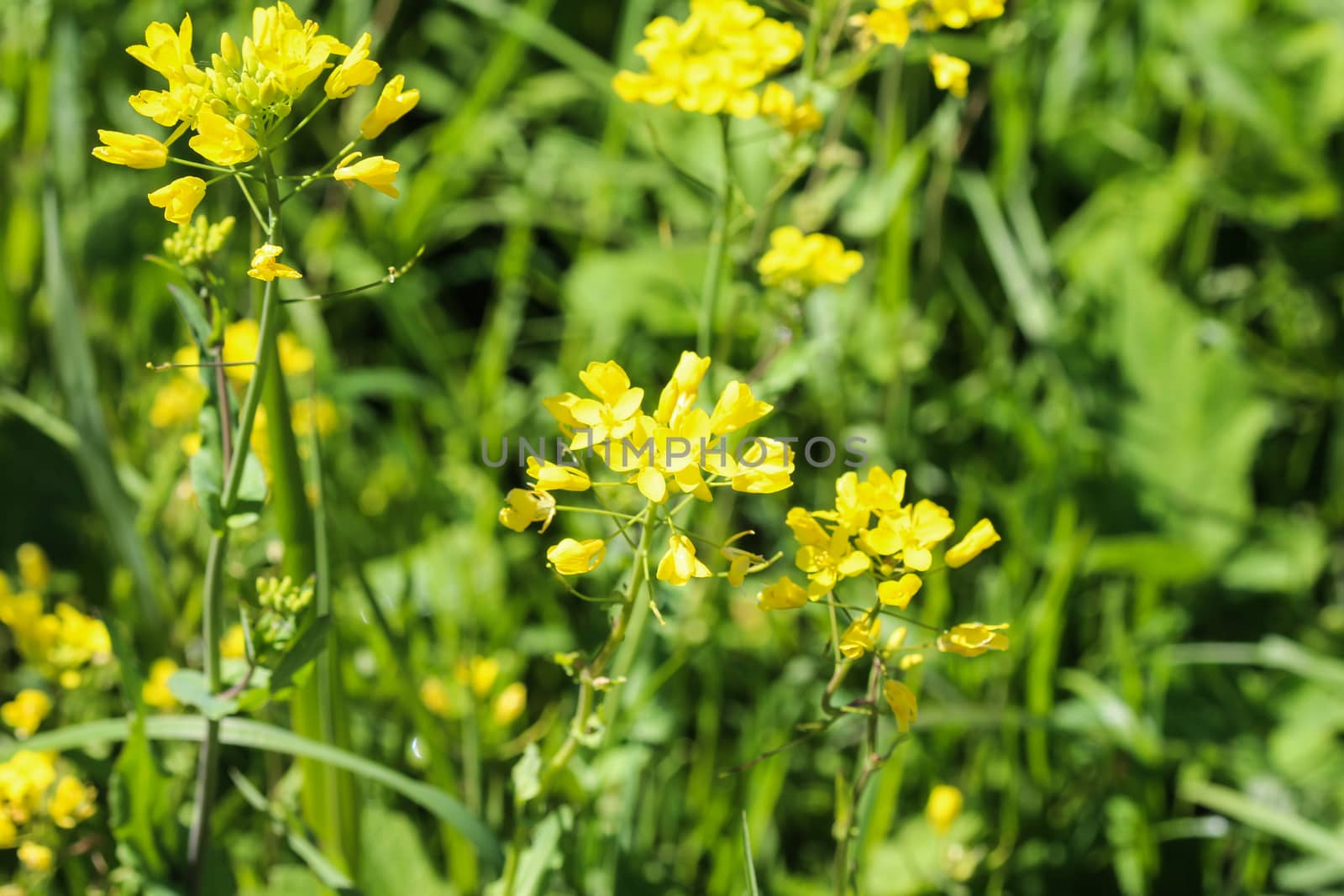 close up of bittercress, herb barbara, yellow rocketcress or winter rocket (Barbarea vulgaris) blooming in spring