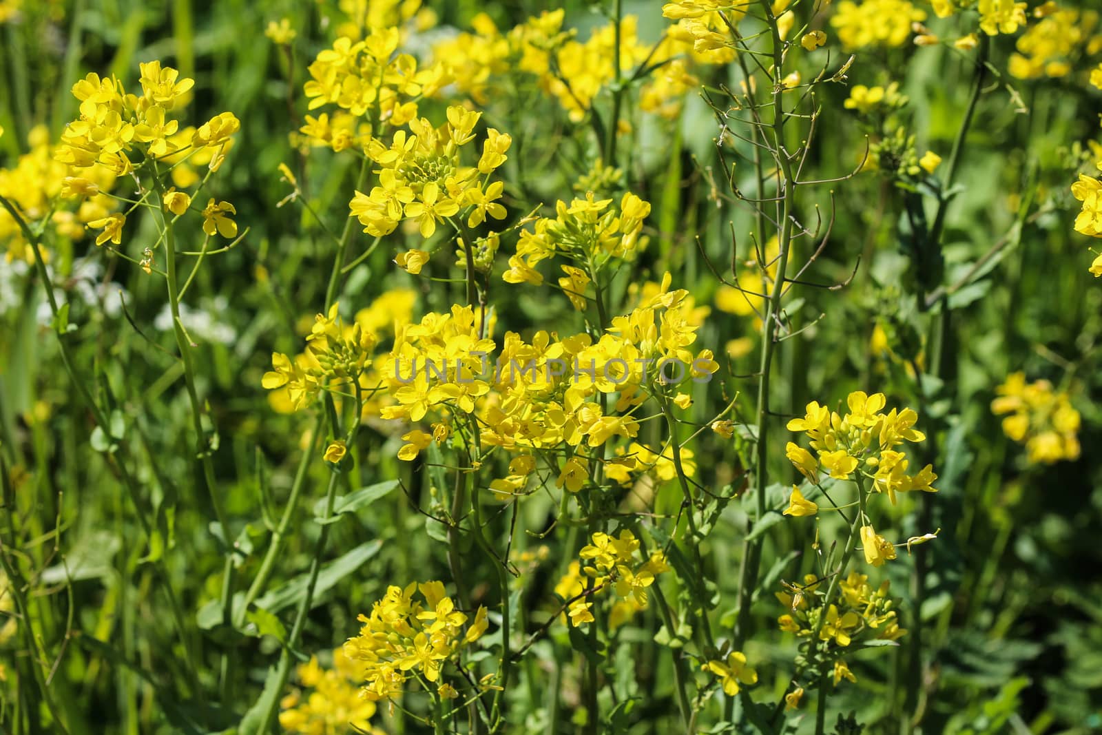 close up of bittercress, herb barbara, yellow rocketcress or winter rocket (Barbarea vulgaris) blooming in spring
