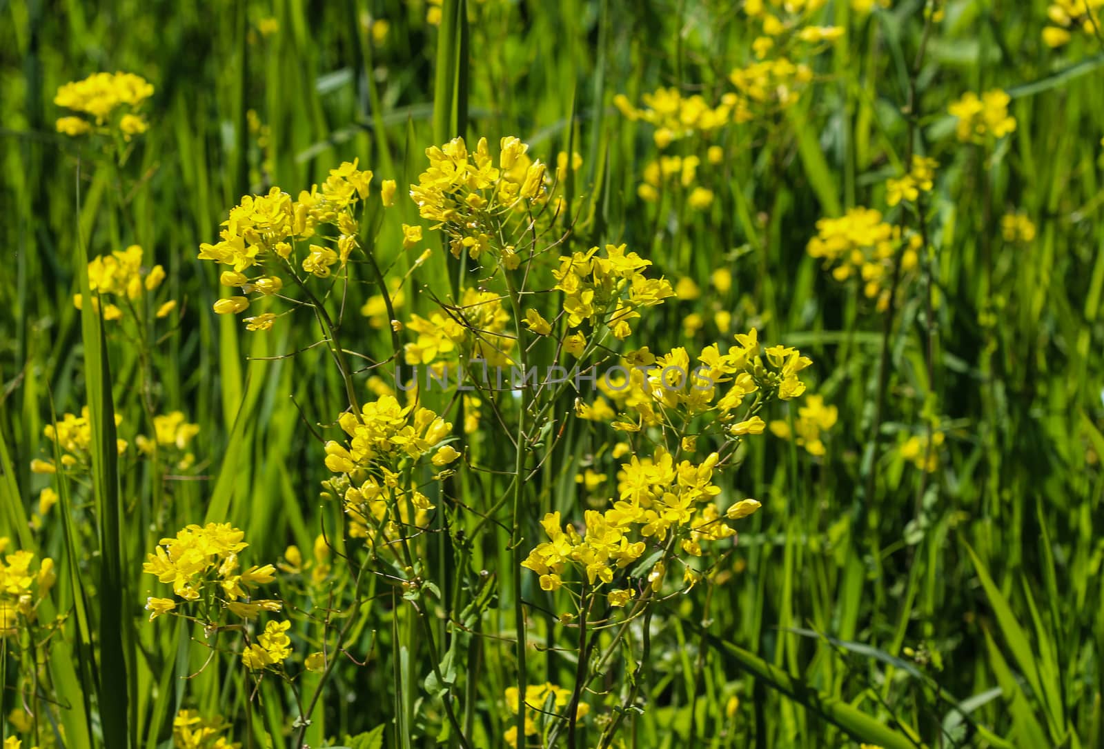 close up of bittercress, herb barbara, yellow rocketcress or winter rocket (Barbarea vulgaris) blooming in spring