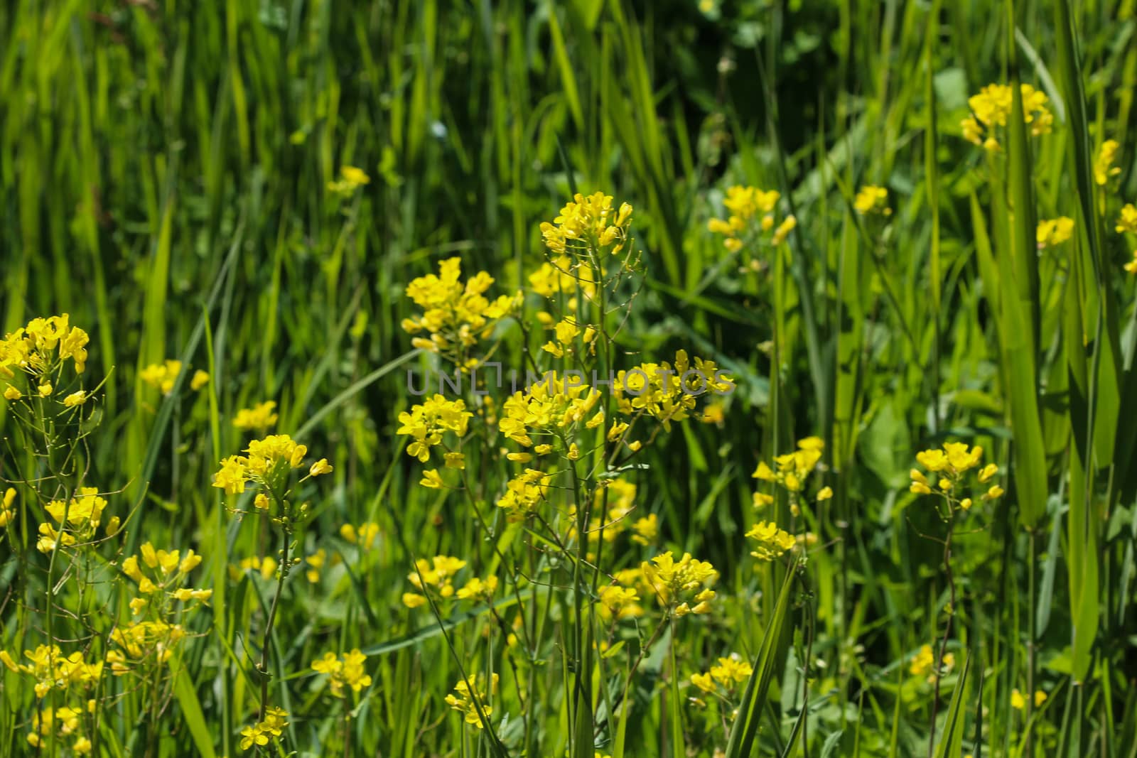 close up of bittercress, herb barbara, yellow rocketcress or winter rocket (Barbarea vulgaris) blooming in spring