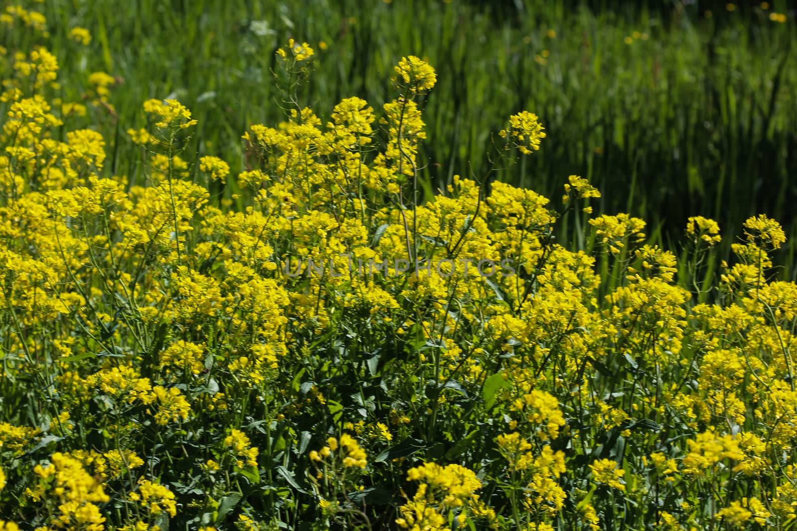 close up of bittercress, herb barbara, yellow rocketcress or winter rocket (Barbarea vulgaris) blooming in spring