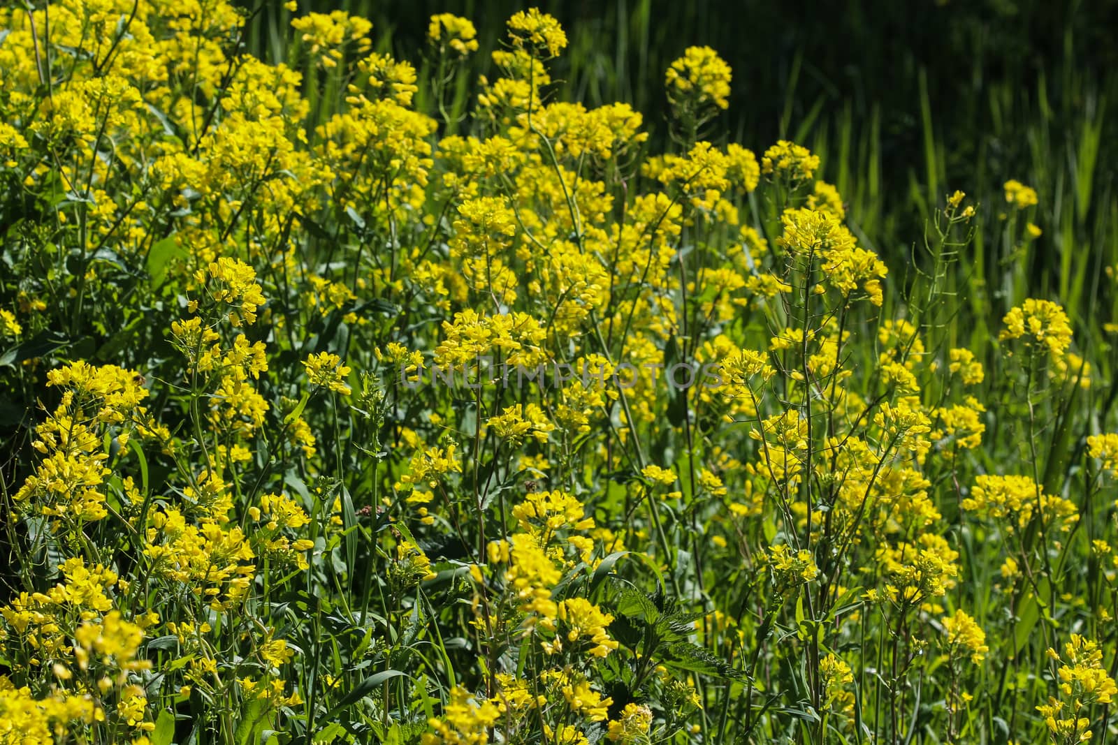 close up of bittercress, herb barbara, yellow rocketcress or winter rocket (Barbarea vulgaris) blooming in spring