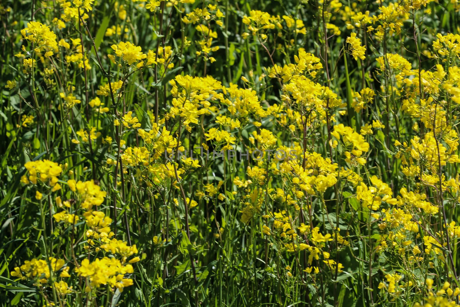 close up of bittercress, herb barbara, yellow rocketcress or winter rocket (Barbarea vulgaris) blooming in spring
