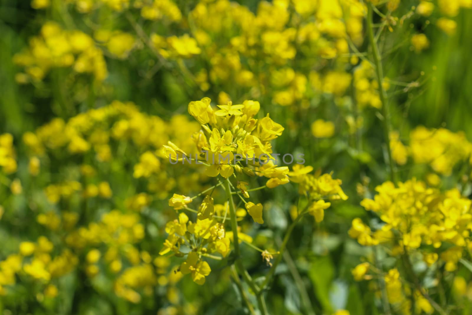 close up of bittercress, herb barbara, yellow rocketcress or winter rocket (Barbarea vulgaris) blooming in spring