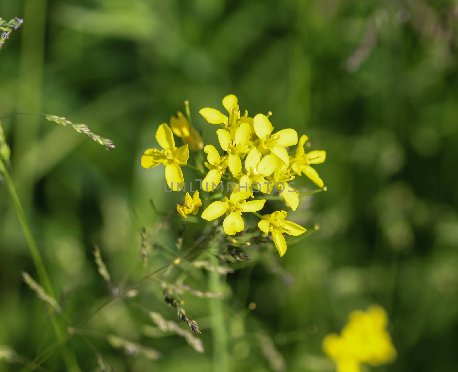 close up of bittercress, herb barbara, yellow rocketcress or winter rocket (Barbarea vulgaris) blooming in spring