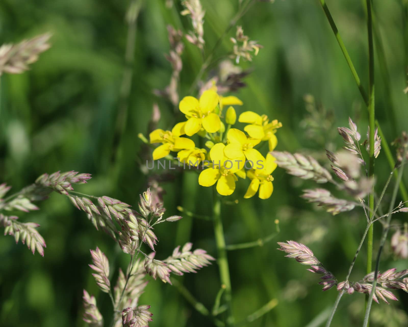 close up of bittercress, herb barbara, yellow rocketcress or winter rocket (Barbarea vulgaris) blooming in spring