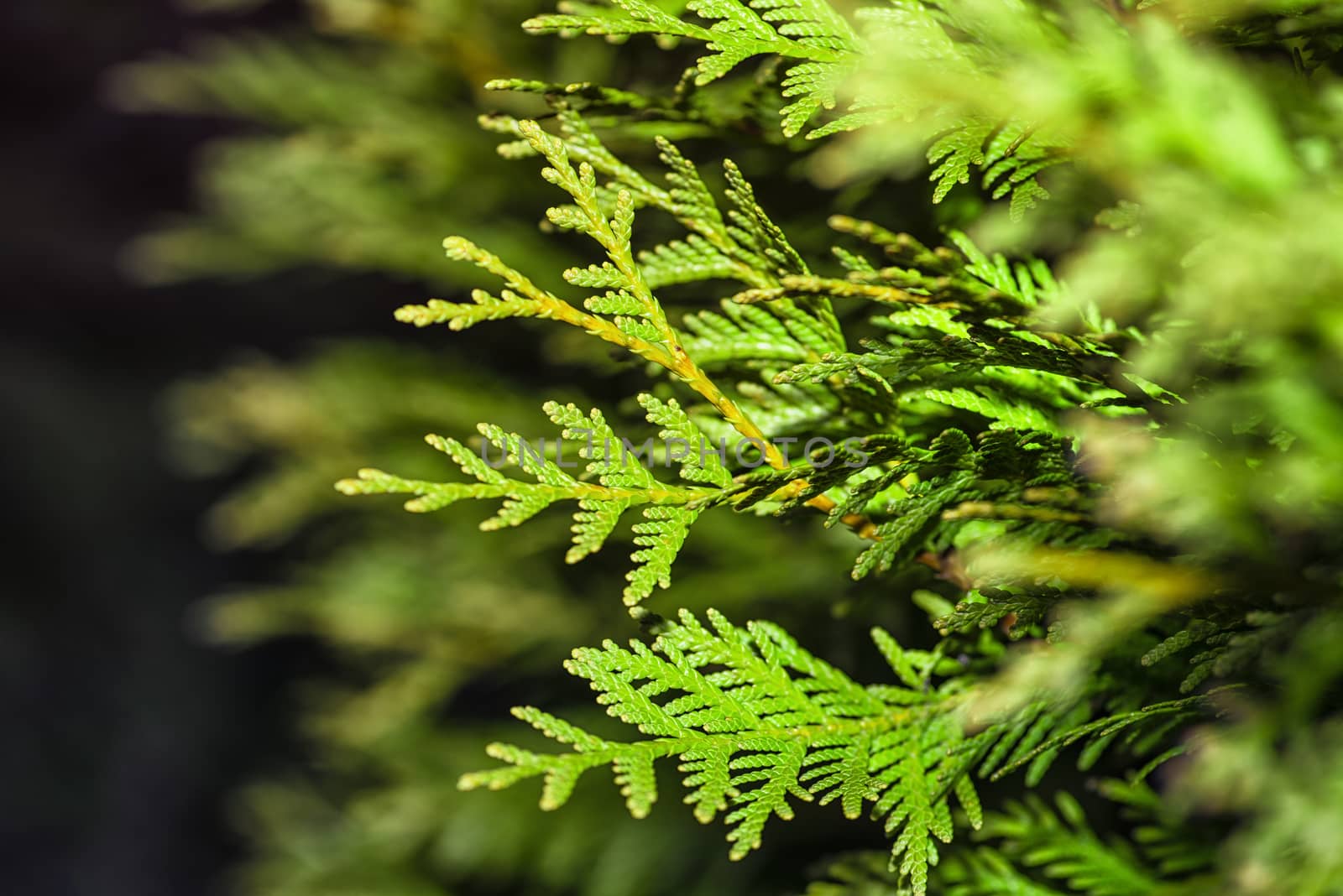 Background from Thuja branches. Thuja branches in the dark. The green branches . green nature background. Wallpaper. Texture.Thuja branches.