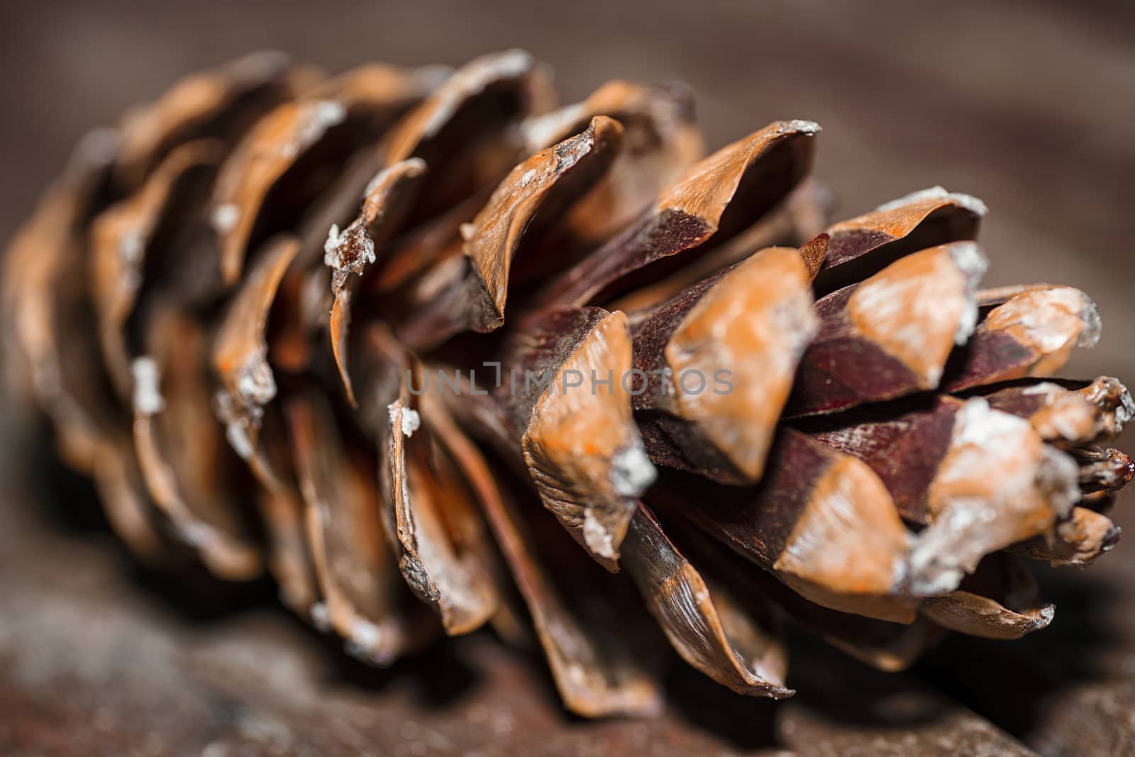 Background from cones. Fir cones. Cones close-up