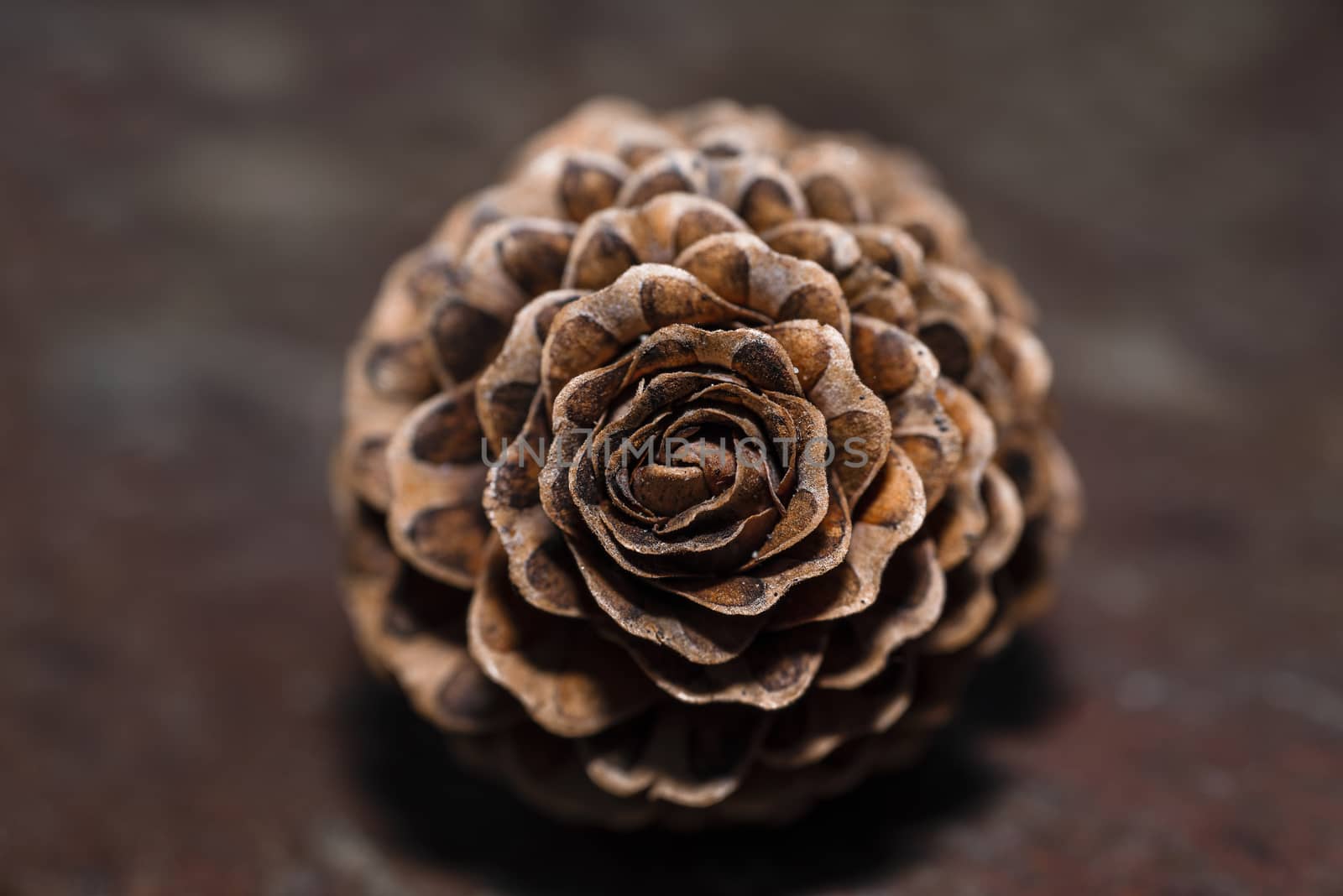 Fir cones in the form of roses.Cones. Cones in the form of roses. European larch.