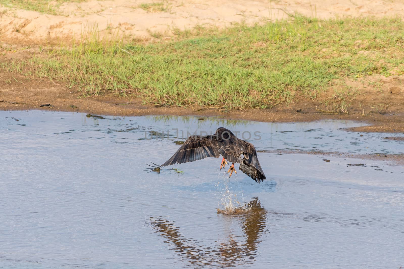 A bateleur, Terathopius ecaudatus, taking off from a river