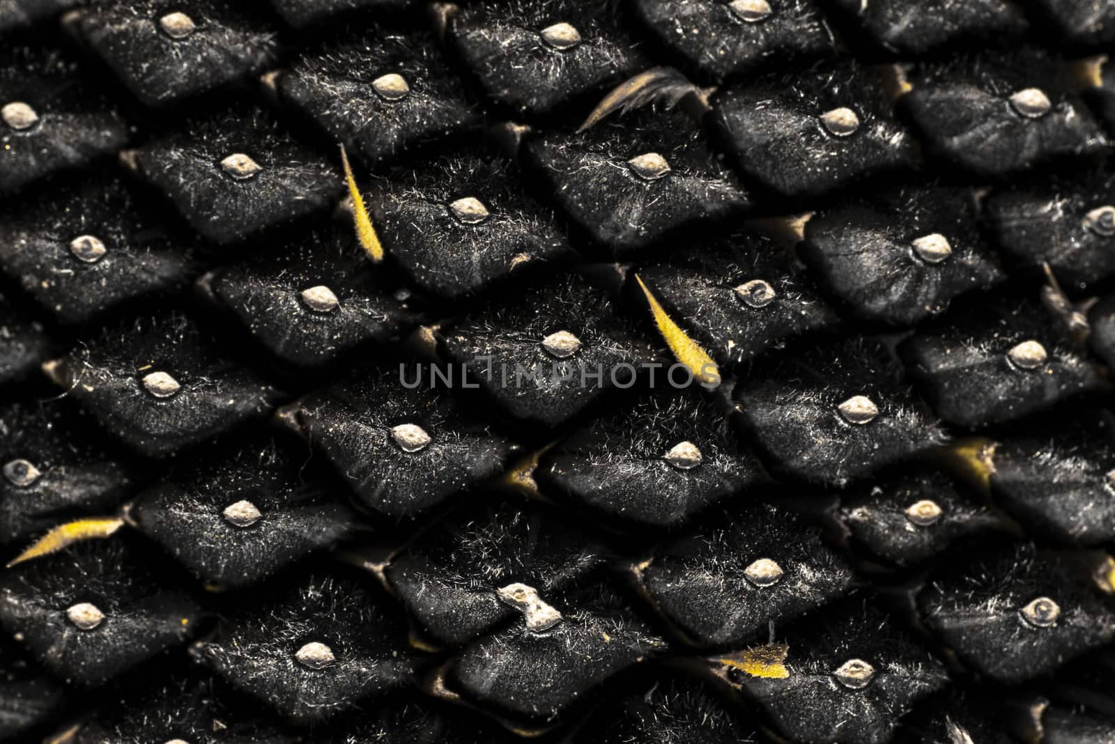 Sunflower seeds close up. Macro. Whole background.Sunflower close up