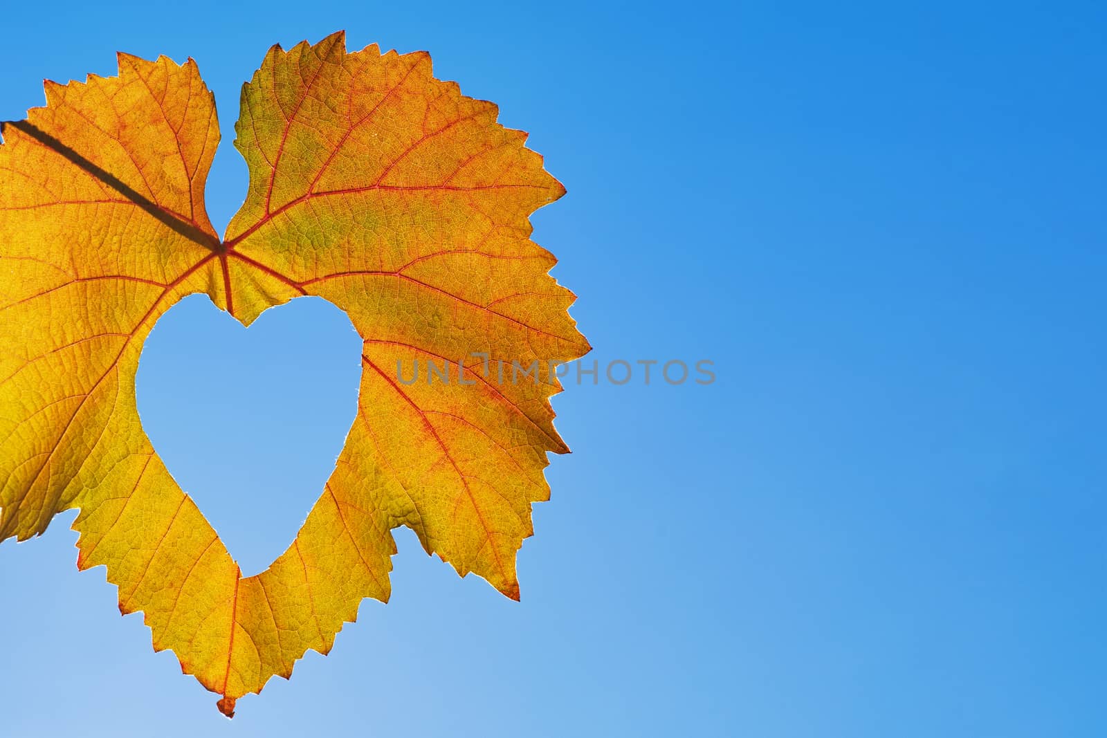 Autumn leaf on a background of trees and blue sky.nature background. Yellow leaves over blue sky.Beautiful autumn with falling down old leaves over blue sky, abstract background, nature at fall