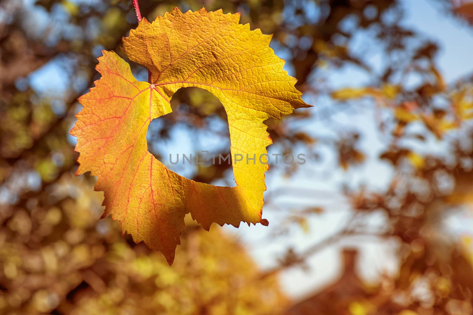 Autumn leaf on a background of trees and blue sky.nature background. Yellow leaves over blue sky.Beautiful autumn with falling down old leaves over blue sky, abstract background, nature at fall