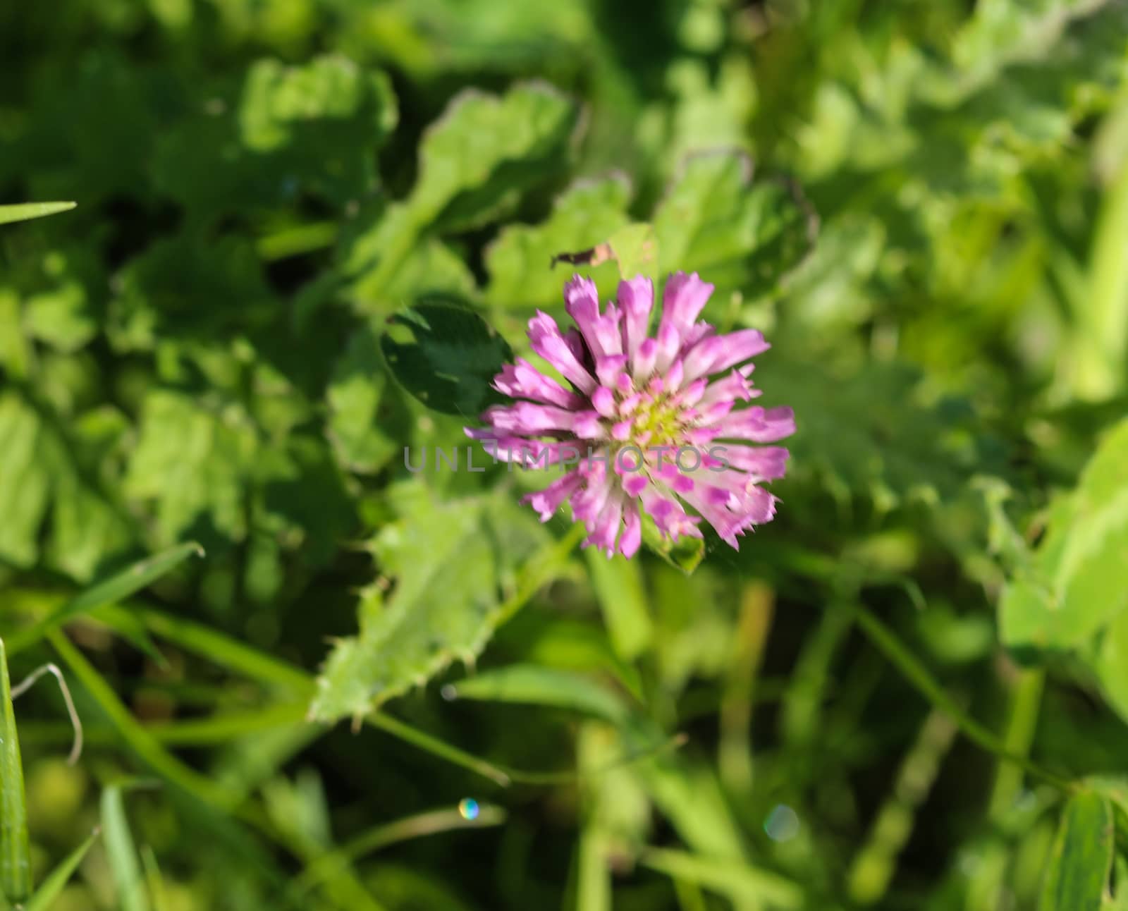 close up of Red Clover (Trifolium pratense) blooming in spring