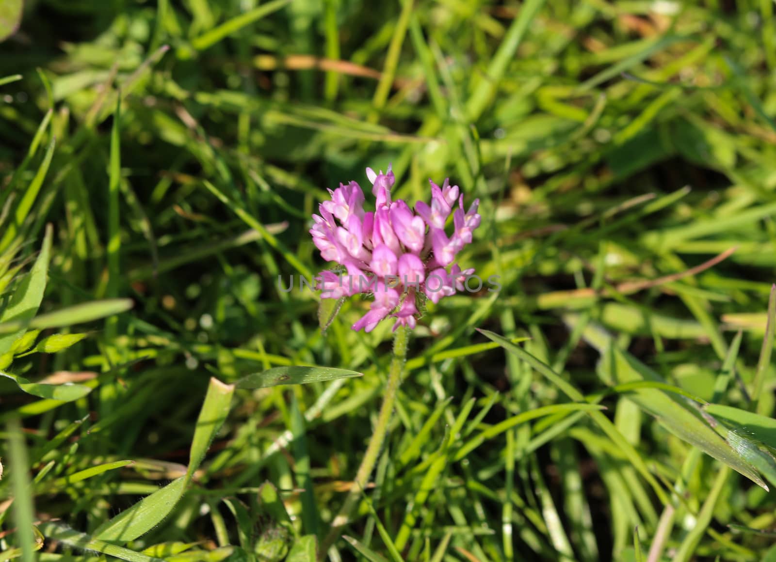close up of Red Clover (Trifolium pratense) blooming in spring