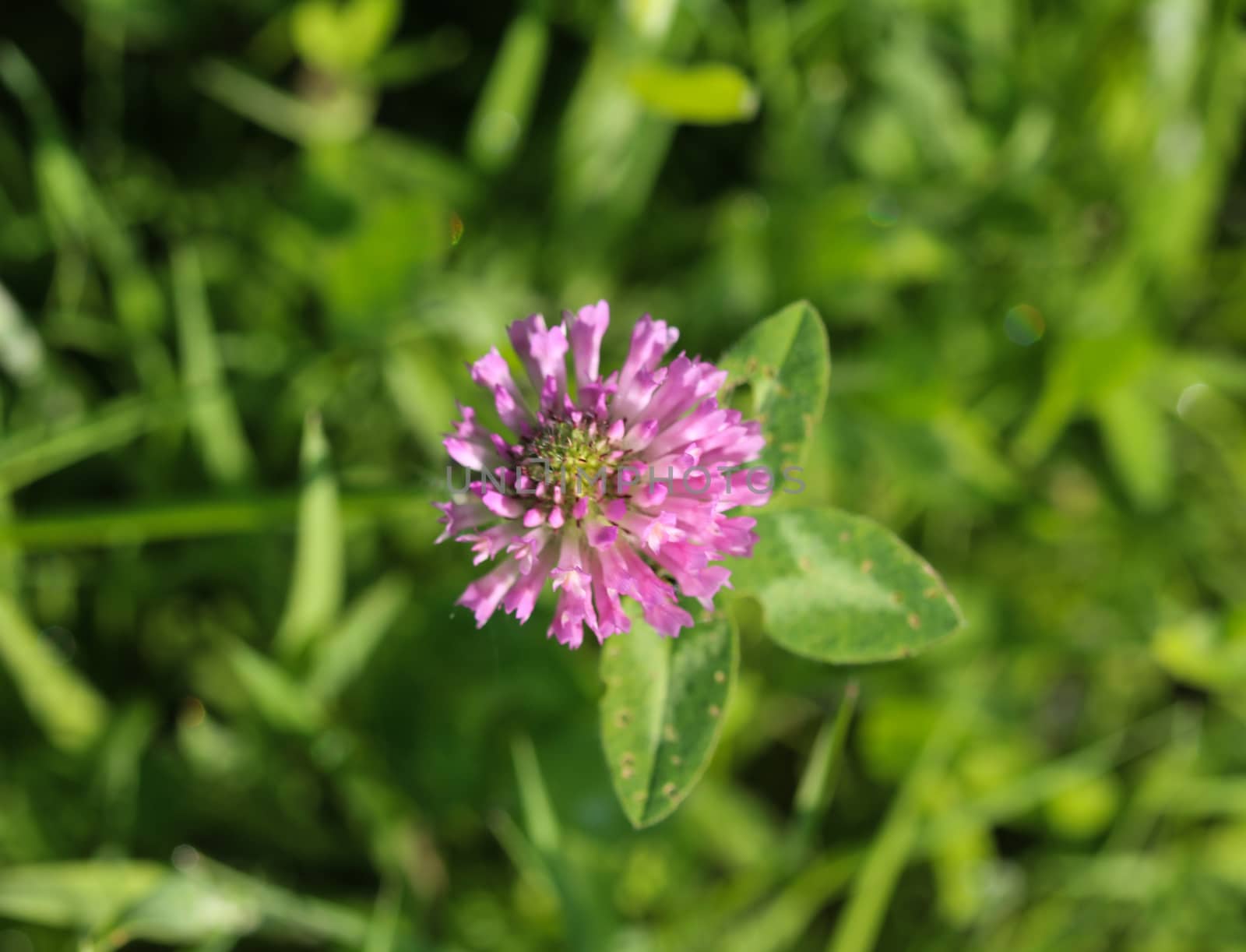 close up of Red Clover (Trifolium pratense) blooming in spring