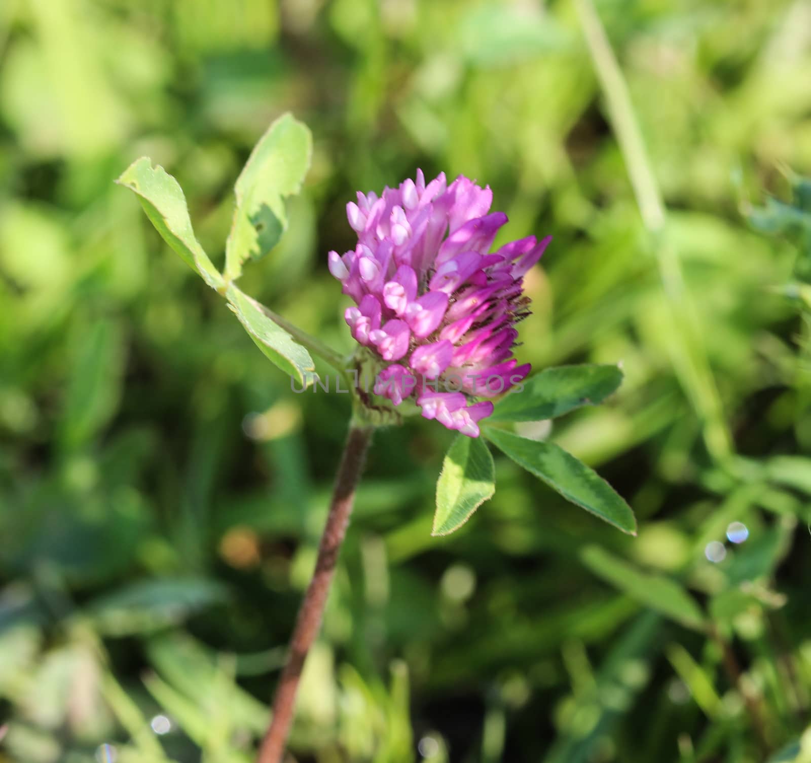 close up of Red Clover (Trifolium pratense) blooming in spring