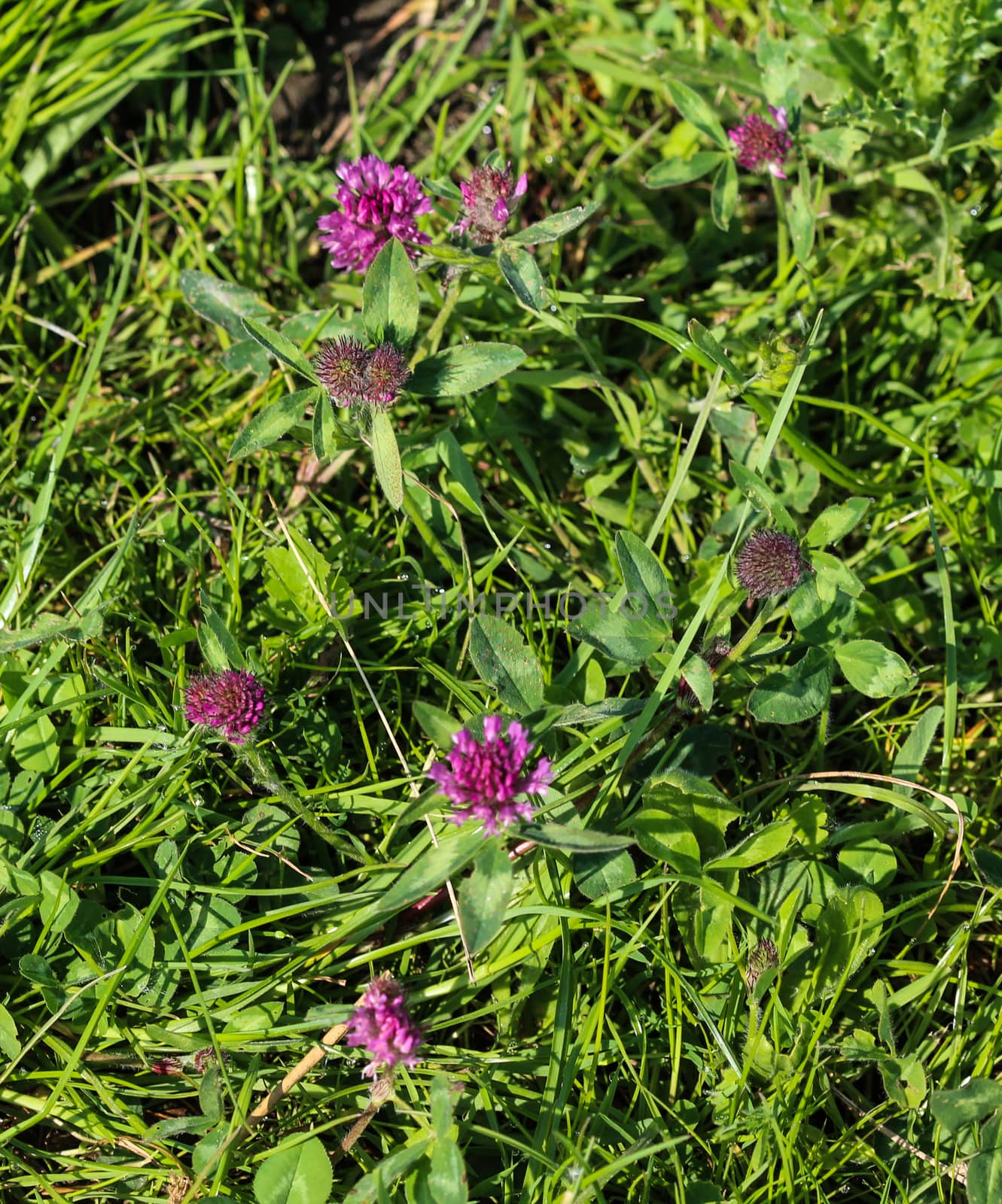 close up of Red Clover (Trifolium pratense) blooming in spring