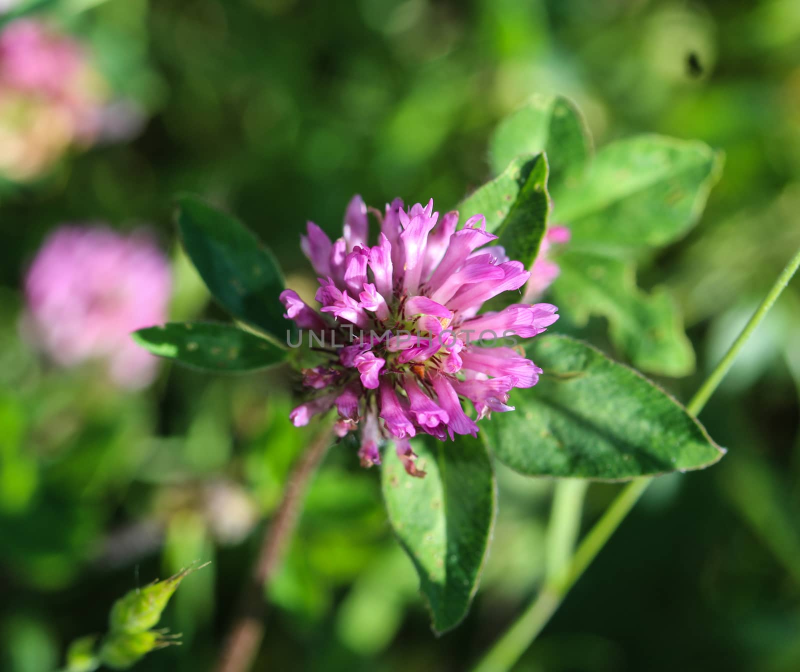 close up of Red Clover (Trifolium pratense) blooming in spring