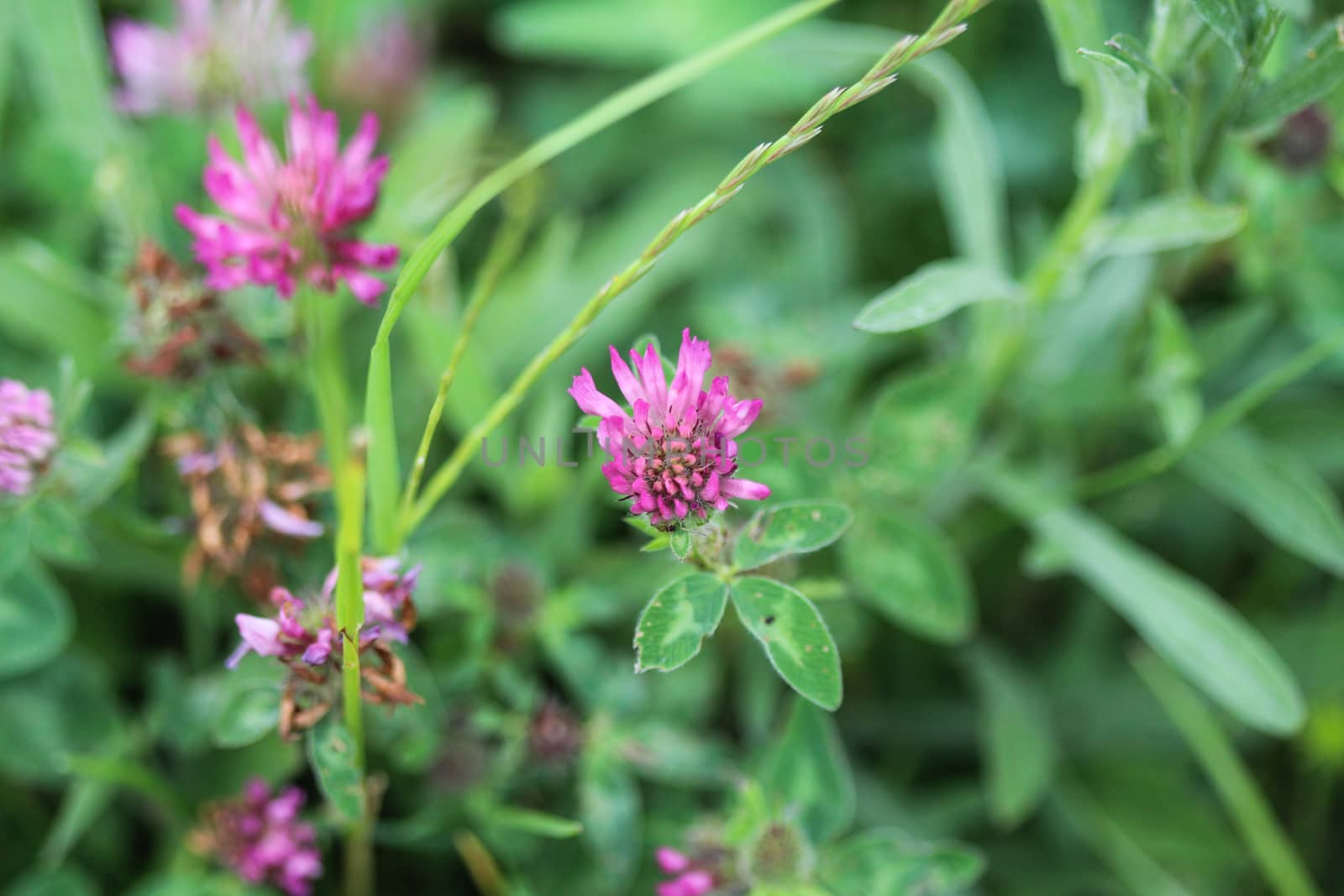 close up of Red Clover (Trifolium pratense) blooming in spring